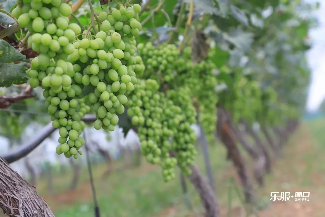 人人天干天干啦夜天干天天爽:最新品种葡萄,最新品种葡萄,人人天干夜爽天天爽的魅力探索 人人天干天干啦夜天干天天爽:最新品种葡萄,最新品种葡萄,人人天干夜爽天天爽的魅力探索