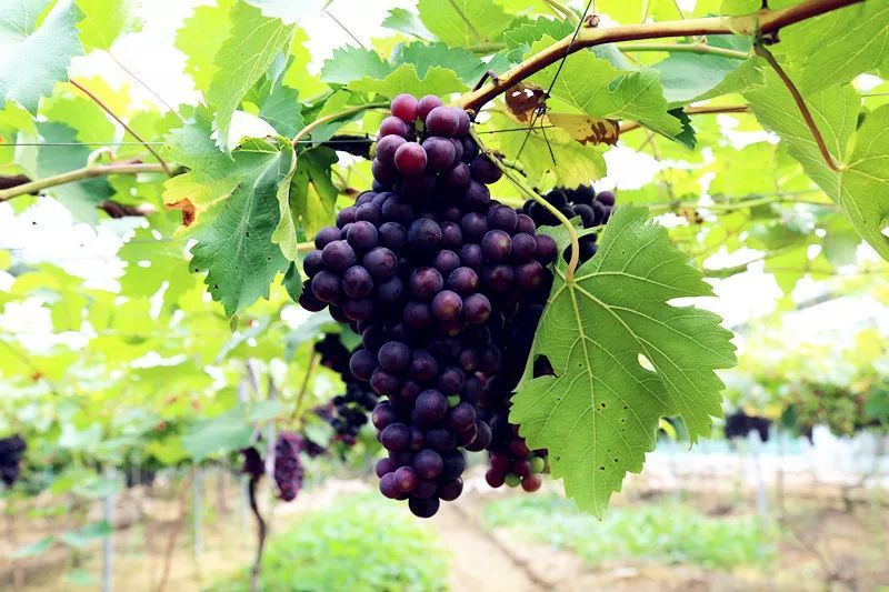 人人天干天干啦夜天干天天爽:最新品种葡萄,最新品种葡萄,人人天干夜爽天天爽的魅力探索 人人天干天干啦夜天干天天爽:最新品种葡萄,最新品种葡萄,人人天干夜爽天天爽的魅力探索