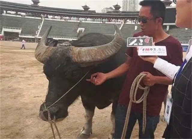 午夜理论片福利在线观看:云南最新黄牛斗牛视频,午夜理论片福利与云南斗牛盛事，在线观看的新体验