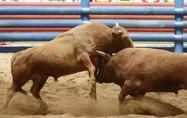 午夜理论片福利在线观看:云南最新黄牛斗牛视频,午夜理论片福利与云南斗牛盛事，在线观看的新体验