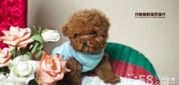 欧洲精品色在线观看:最新宠物小精灵,欧洲精品色在线观看，最新宠物小精灵的魅力与奇幻世界