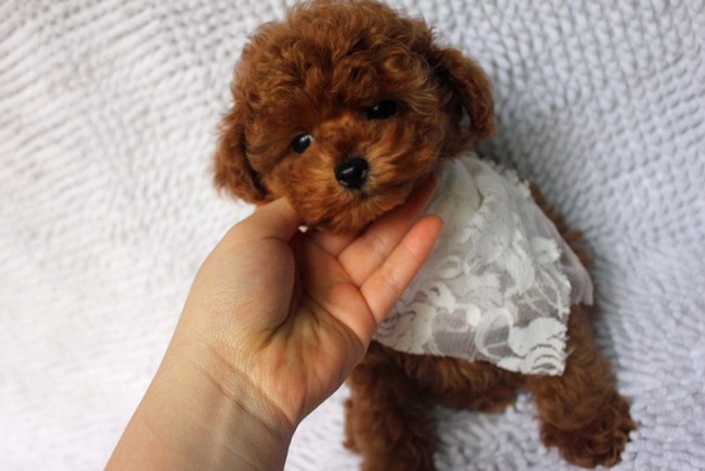 欧洲精品色在线观看:最新宠物小精灵,欧洲精品色在线观看，最新宠物小精灵的魅力与奇幻世界