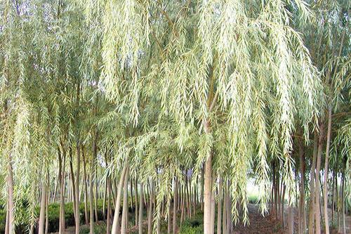 色 亚洲 日韩 国产 综合:竹柳最新报价,竹柳最新报价与亚洲市场综合观察