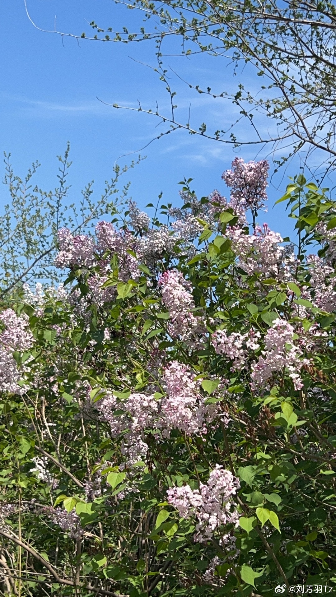 日日噜噜夜夜狠狠久久丁香五月:01-03-06-30-41-45L：35,日日噜噜夜夜狠狠久久丁香五月，探索与感悟生活的韵律与节奏