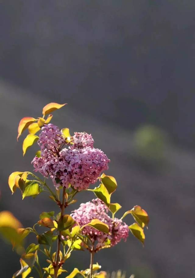 日日噜噜夜夜狠狠久久丁香五月:01-03-06-30-41-45L：35,日日噜噜夜夜狠狠久久丁香五月，探索与感悟生活的韵律与节奏