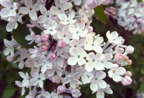 激情综合色五月丁香六月亚洲:14-19-21-35-40-43R：45,激情综合色，五月丁香与六月亚洲的独特魅力（14-45岁月人群必看）