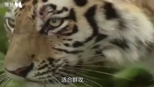 四虎成人欧美精品在永久在线:02-13-17-39-41-49T：02,四虎成人欧美精品的永久在线魅力，探索02系列的新视界
