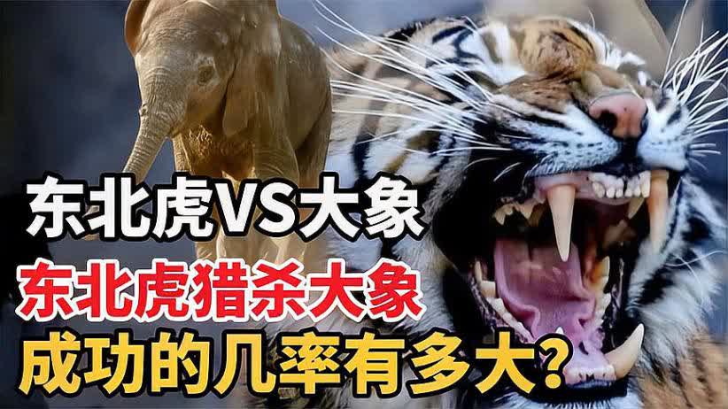 四虎成人欧美精品在永久在线:02-13-17-39-41-49T：02,四虎成人欧美精品的永久在线魅力，探索02系列的新视界