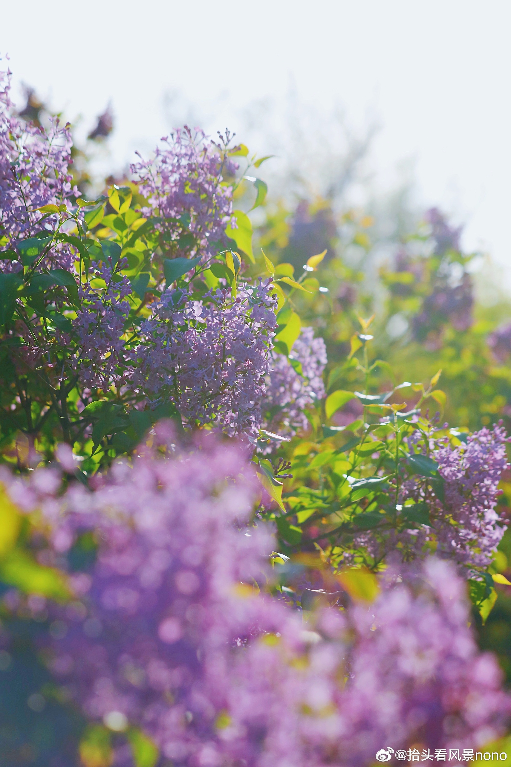 色婷婷婷亚洲综合丁香五月:03-23-29-30-37-46F：39,亚洲综合之美，色婷婷的独特魅力与五月丁香的花开盛宴