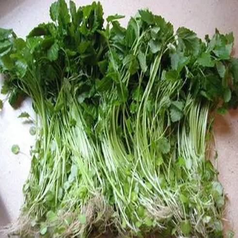 青草青草久热国产精品:01-09-10-34-41-47U：31,青草与国产精品，一场久热不衰的探寻之旅