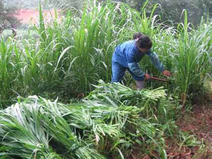 青草青草久热国产精品:01-09-10-34-41-47U：31,青草与国产精品，一场久热不衰的探寻之旅