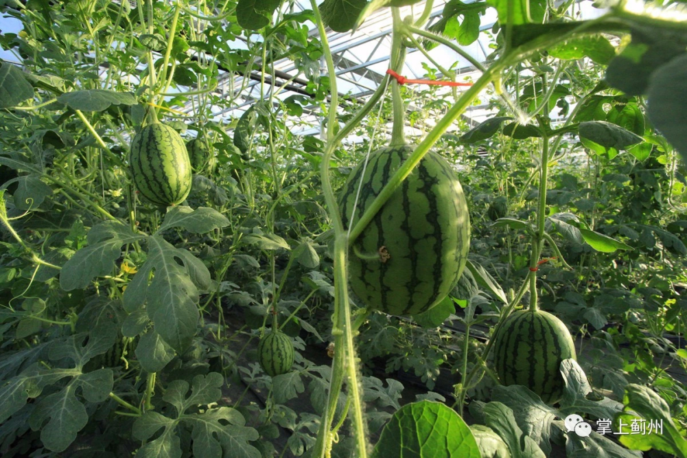 国产99久久亚洲综合精品西瓜TV:10-16-27-32-41-46T：30,国产精品西瓜TV，探索亚洲文化魅力的深度之旅（10-16-27-32-41-46T，30）