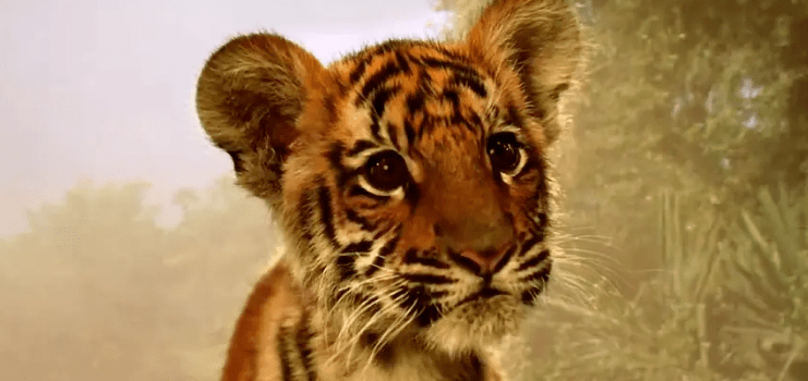 四虎AV永久在线精品免费观看:11-13-36-40-42-46G：28,四虎AV永久在线精品免费观看，探索优质影视资源的无限可能